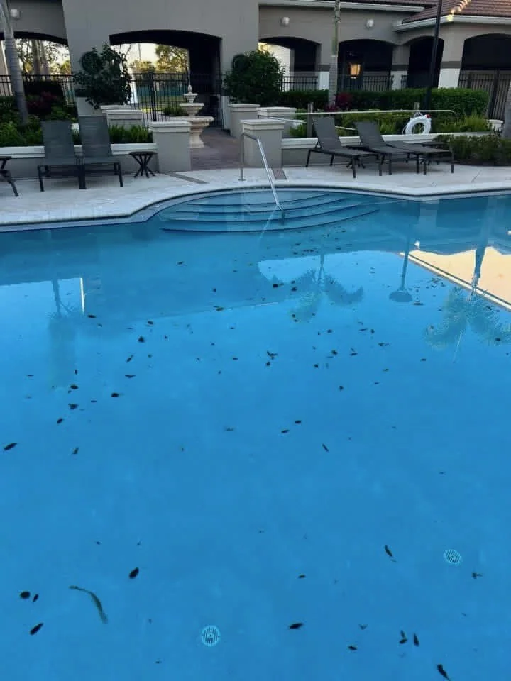 Before: Algae Treatment: Shared Pool